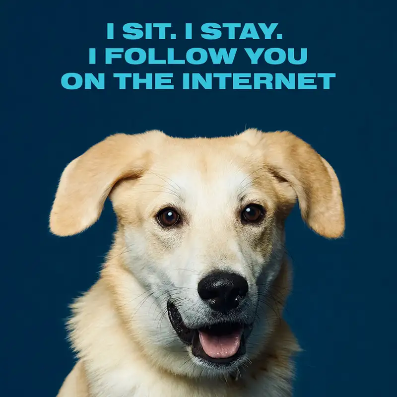 Austin Humane Society Web Companions dog Cherub ad