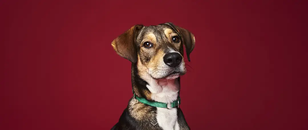 Austin Humane Society Loyal Retargeting Ads hero image