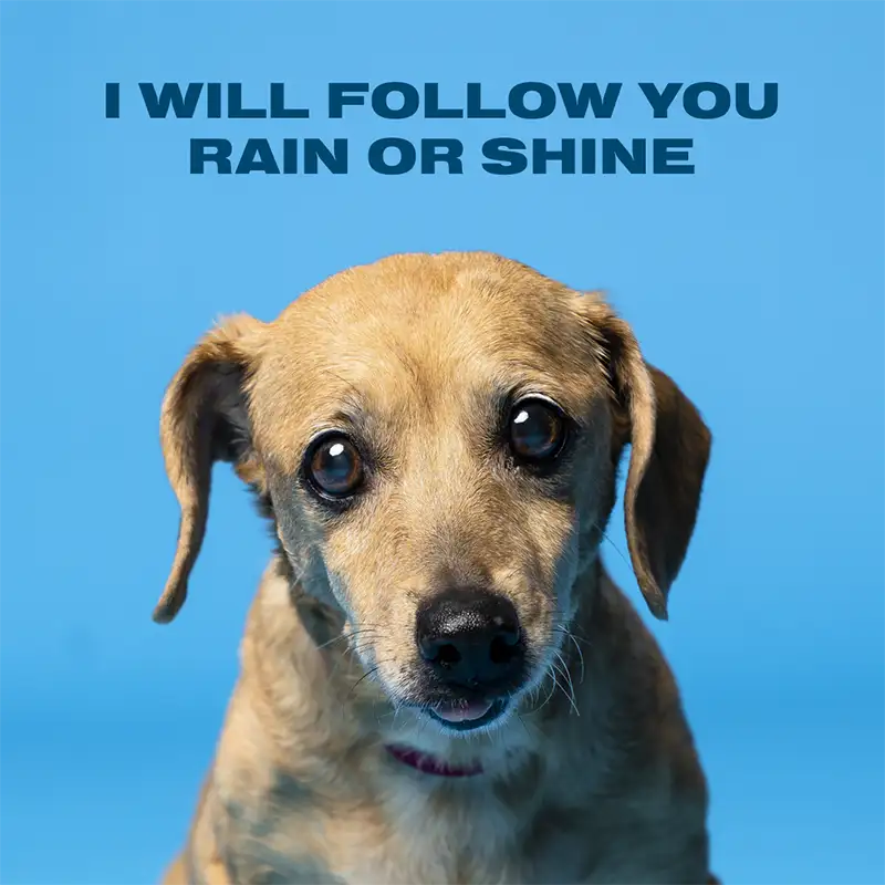 Austin Humane Society Web Companions dog Rainbow ad