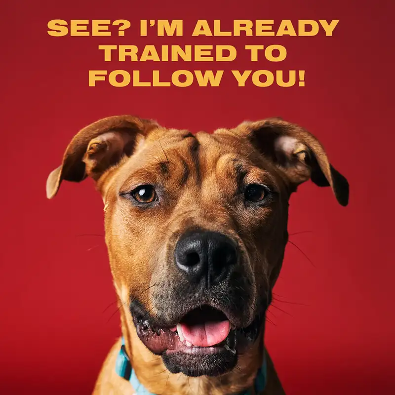 Austin Humane Society Web Companions dog Scooby ad
